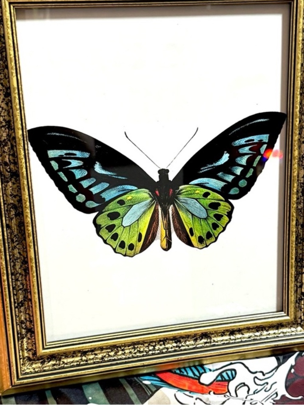 🔥Vtg Green Birdwing Butterfly Art Print by Charles Dessalines D'Orbigny, 1800s